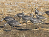 SX Full Body Juvie Blue Goose sx full body juvie blue goose decoy