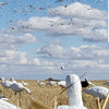 snow goose decoys