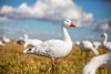 SX Full Body Snow Goose Decoys SX Full Body Snow Goose Decoys Tall Sentry