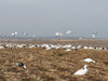 reel wings 3 pack snow goose decoys