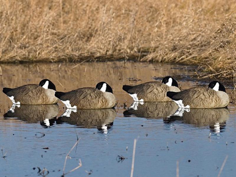 Goose sleeper outlet shells