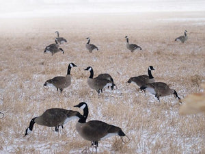 Fully flocked canada goose decoys