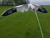SX Snow goose  Flyer