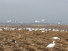 ultra lite reel wings flying snow goose decoy